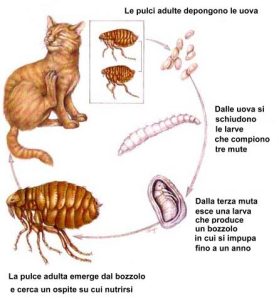 ciclo pulce