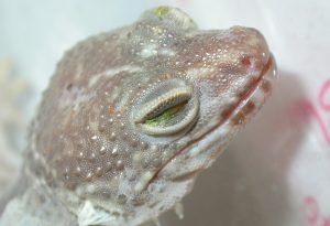 geco leopardo ipovitaminosi A
