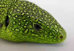 ramarro