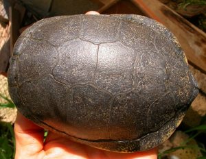 Emys orbicularis