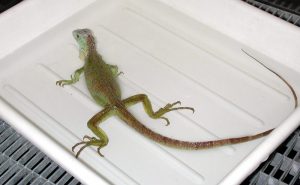 acari