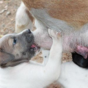 allattamento cuccioli