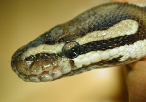 muta disecdisi