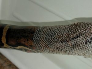 muta disecdisi