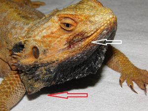 malattia da fungo giallo pogona