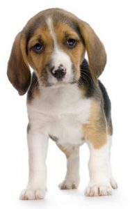 acquisto cane di razza