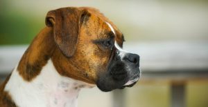 miocardopatia dilatativa cane