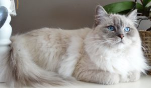 granuloma eosinofilico gatto