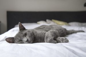 gatti anziani