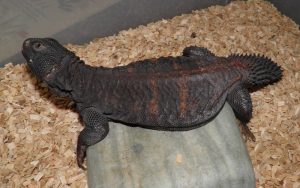 Uromastyx flavofasciata