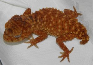 Nephrurus amyae
