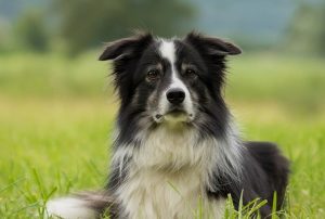 quiz razze canine