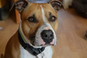 quiz razze canine