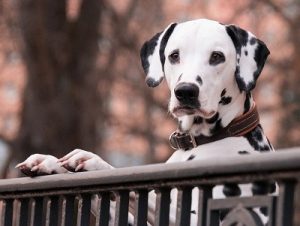 quiz razze canine