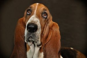 quiz razze canine