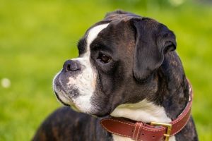 quiz razze canine