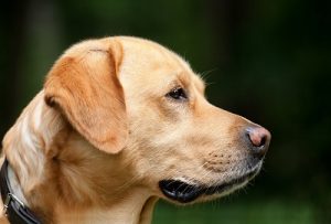 quiz razze canine