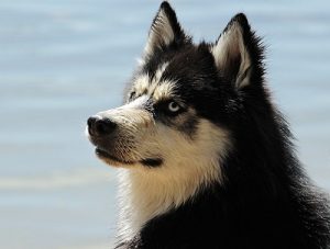 quiz razze canine