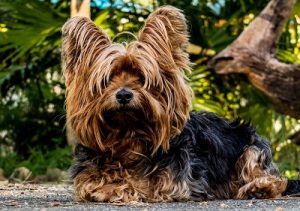 quiz razze canine