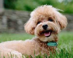 quiz razze canine