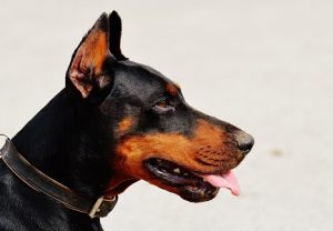 quiz razze canine