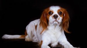 quiz razze canine