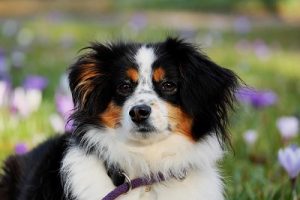 quiz razze canine