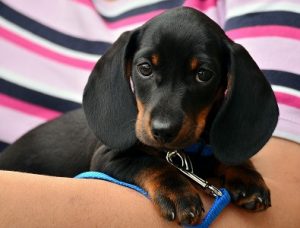 quiz razze canine