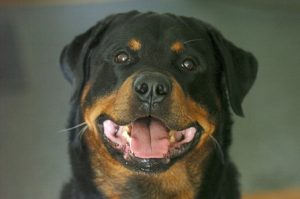 quiz razze canine