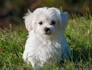 quiz razze canine