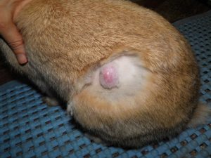 tumori cutanei coniglio