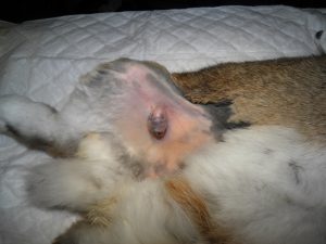 tumori cutanei coniglio