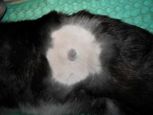 tumori cutanei coniglio