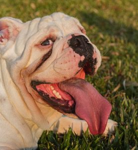 macroglossia cane brachicefalo