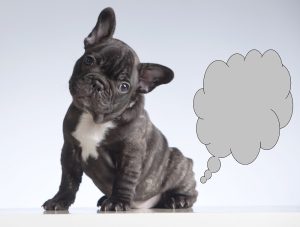flatulenza cane