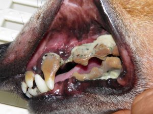 grave periodontite cane