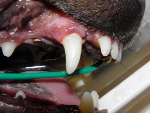 denti cane tartaro