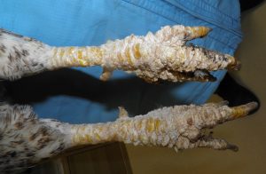 gallina rogna zampe