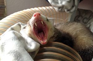 furetto
