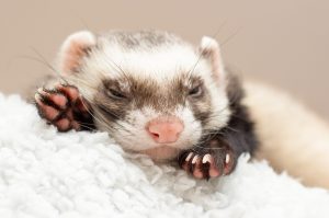 furetto