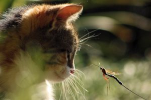 gatto con libellula