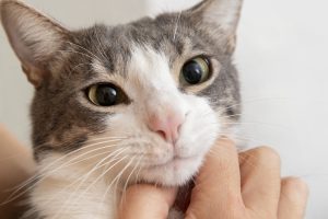 gatto olfatto