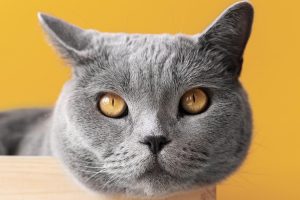 gatto orecchie