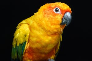 pappagalli