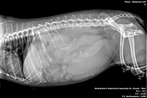 Piometra cagna
