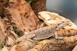 pogona curiosità