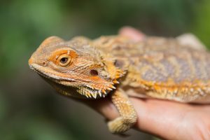 pogona curiosità