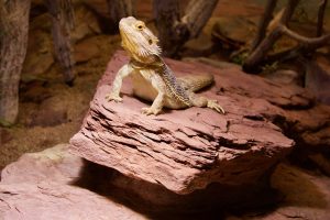 pogona curiosità
