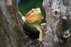 pogona curiosità