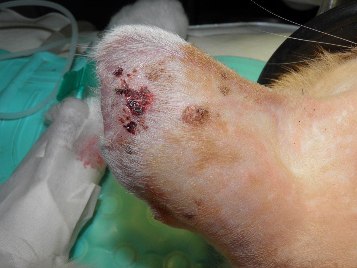 carcinoma squamocellulare orecchio gatto